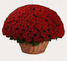 Премиум букет из: Розы в Красный Луч